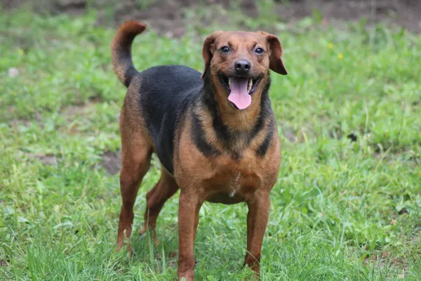 Pies do adopcji, Bełchatów, 17 września 2022 (3/5)