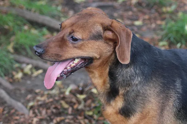 Pies do adopcji, Bełchatów, 17 września 2022 (4/5)