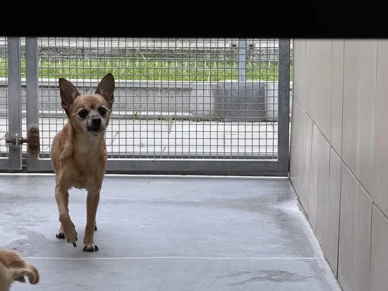 Pies do adopcji, Kraków, 16 lipca 2025