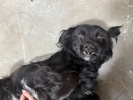 Pies do adopcji, Kraków, 17 lipca 2025