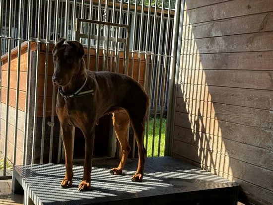 Pies do adopcji, Kraków, 17 lipca 2025