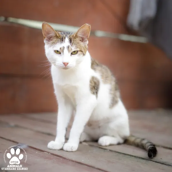 Kot do adopcji, Starogard Gdański, 31 lipca 2025 (2/4)