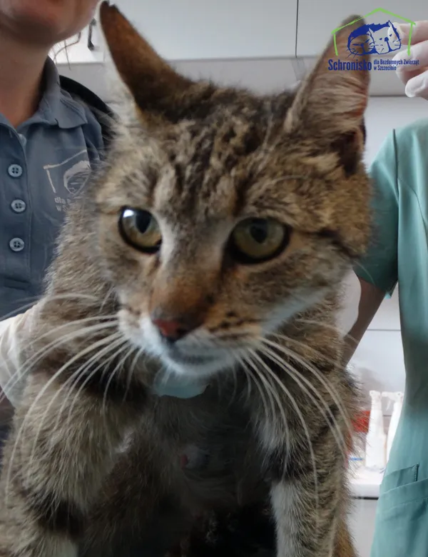 Znaleziono kota, Szczecin, 18 czerwca 2025 (2/2)