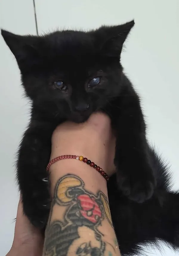 Znaleziono kota, Lublin, 31 lipca 2025