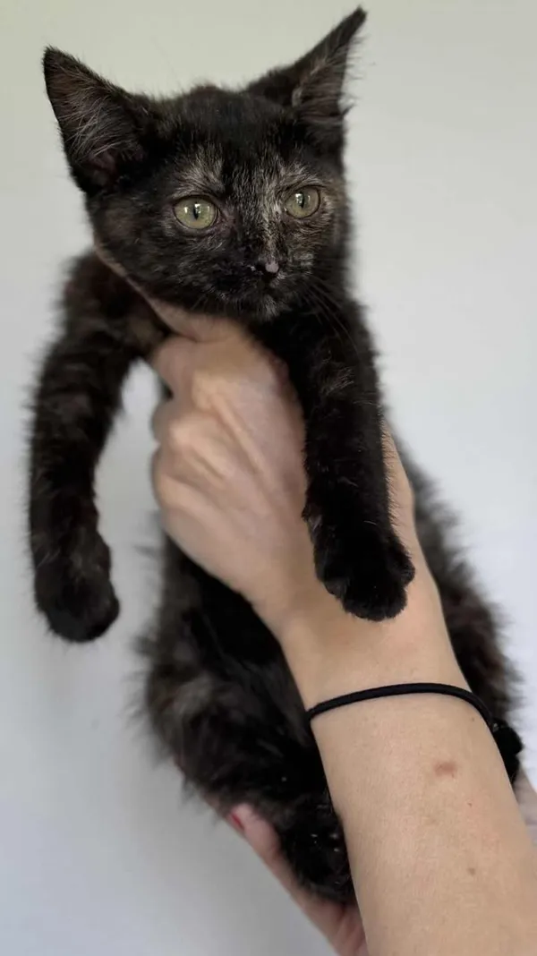 Znaleziono kota, Lublin, 1 sierpnia 2025