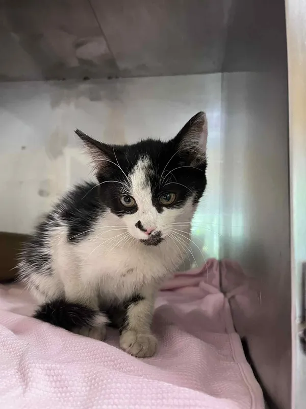 Kot do adopcji, Włocławek, 31 lipca 2025 (1/3)