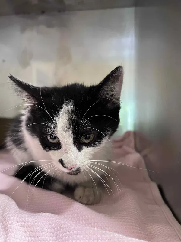 Kot do adopcji, Włocławek, 31 lipca 2025 (3/3)