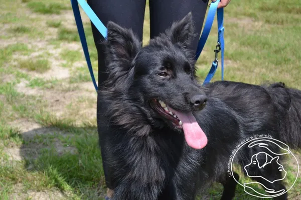 Pies do adopcji, Chełmek, 16 lipca 2025