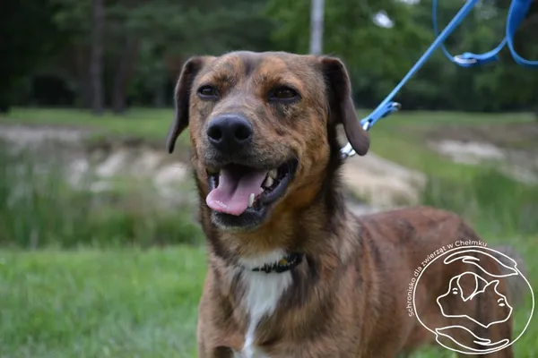 Pies do adopcji, Chełmek, 13 lipca 2025