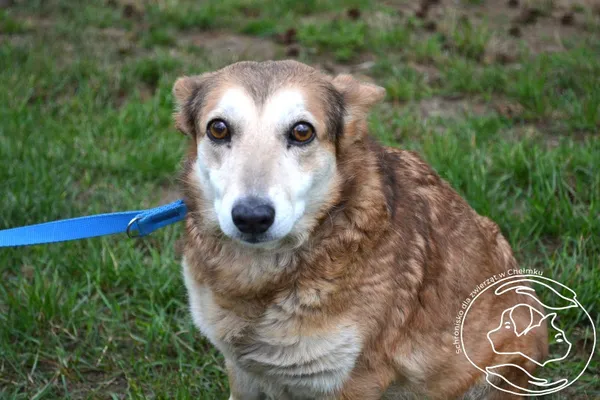 Pies do adopcji, Chełmek, 9 lipca 2025