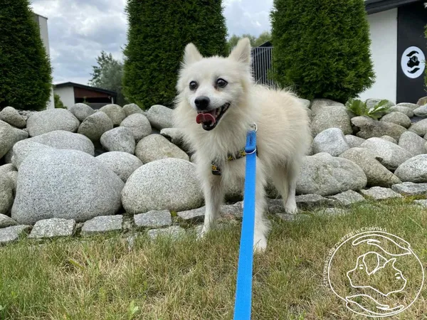 Pies do adopcji, Chełmek, 9 lipca 2025