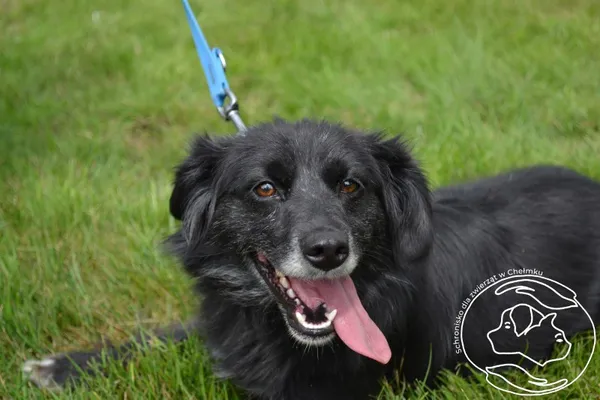 Pies do adopcji, Chełmek, 8 lipca 2025