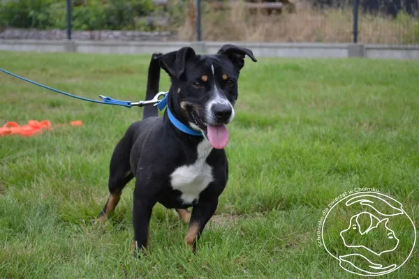 Pies do adopcji, Chełmek, 7 lipca 2025