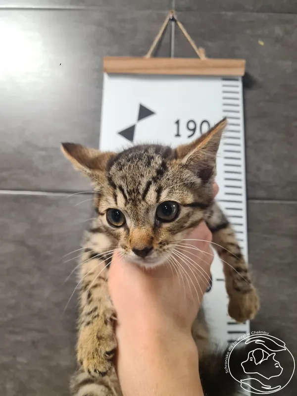 Znaleziono kota, Chełmek, 31 lipca 2025