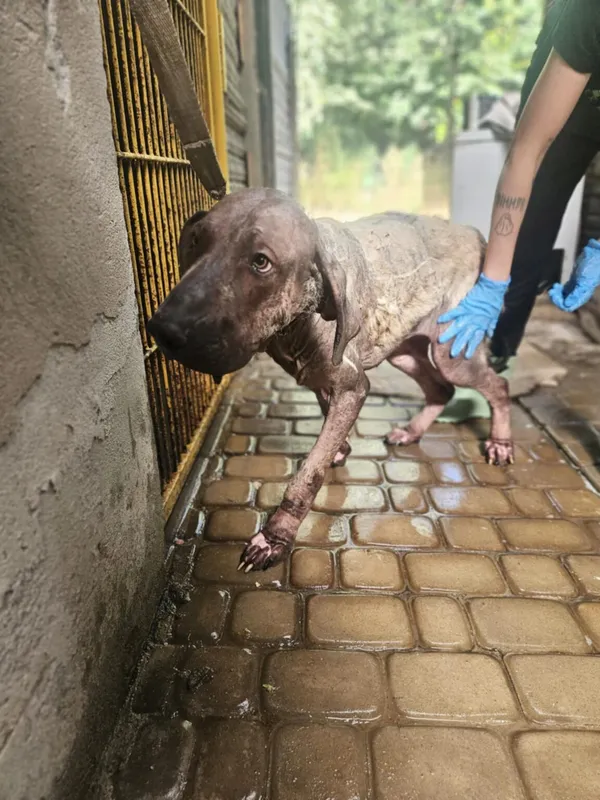 Pies do adopcji, Zgierz, 31 lipca 2025 (4/4)