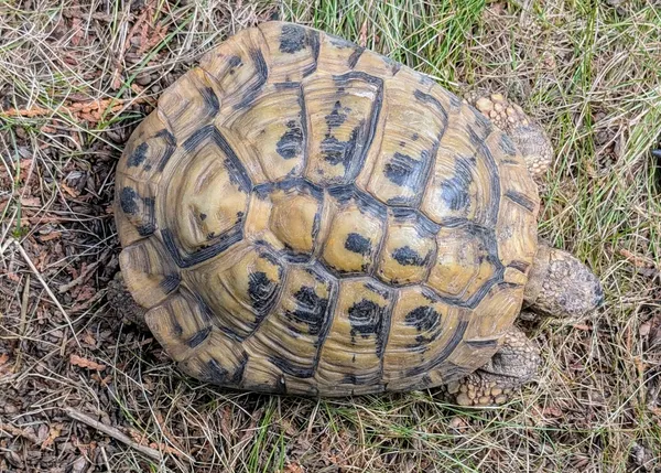 Znaleziono zwierzę, Lublin, 3 lipca 2025