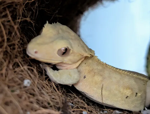 Znaleziono zwierzę, Lublin, 17 lipca 2025