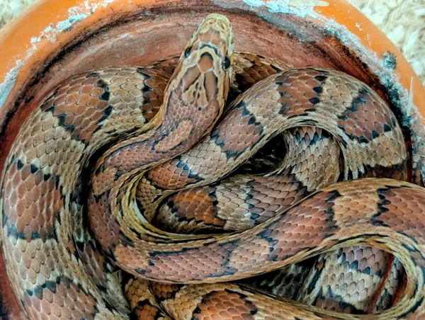 Znaleziono zwierzę, Lublin, 25 lipca 2025