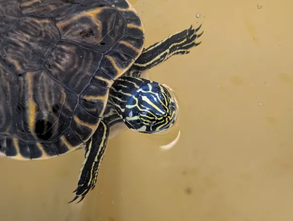 Znaleziono zwierzę, Lublin, 30 lipca 2025