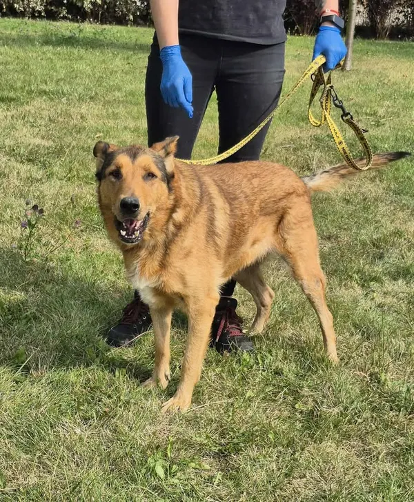 Znaleziono psa, Lublin, 31 lipca 2025