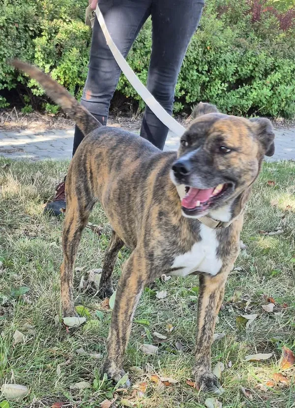 Znaleziono psa, Lublin, 31 lipca 2025