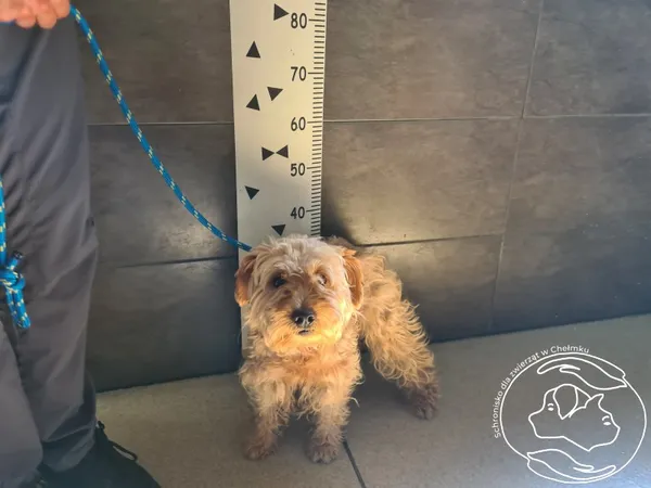 Znaleziono psa, Chełmek, 31 lipca 2025