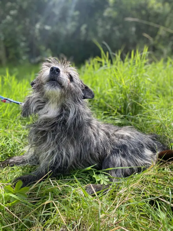 Znaleziono psa, Żywiec, 2 sierpnia 2025 (1/5)