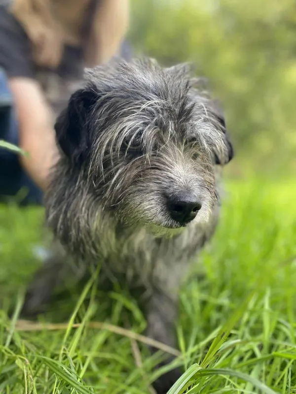 Znaleziono psa, Żywiec, 2 sierpnia 2025 (2/5)