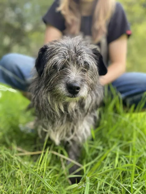 Znaleziono psa, Żywiec, 2 sierpnia 2025 (3/5)