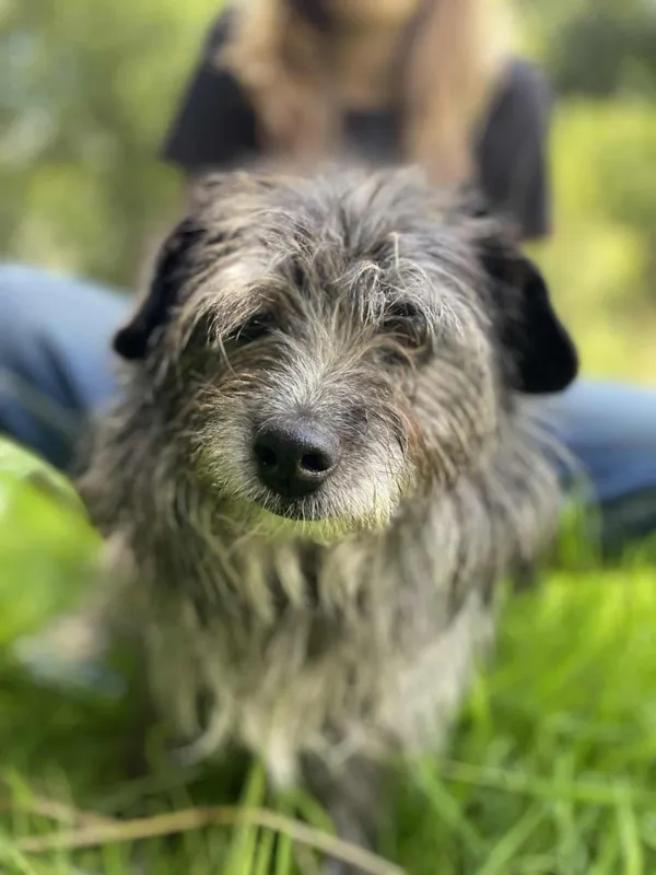 Znaleziono psa, Żywiec, 2 sierpnia 2025 (4/5)