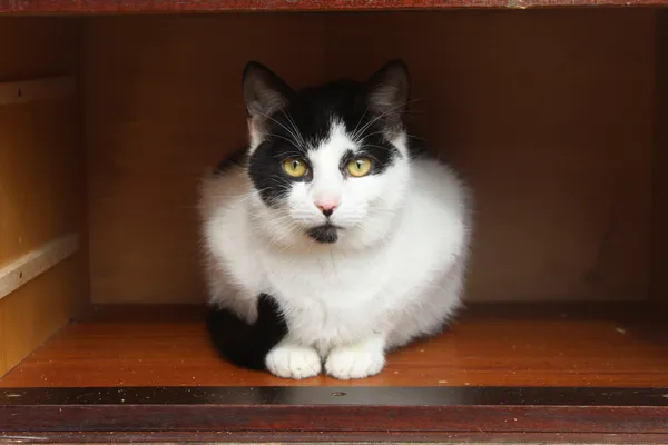 Oddam kota, Olsztyn, Osiedle nad Jeziorem Długim, 2 sierpnia 2025 (1/3)