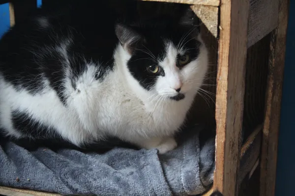 Oddam kota, Olsztyn, Osiedle nad Jeziorem Długim, 2 sierpnia 2025 (3/3)