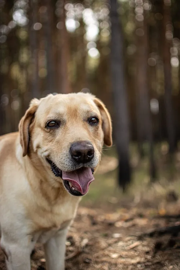 Pies do adopcji, Radom, 13 października 2025 (1/5)