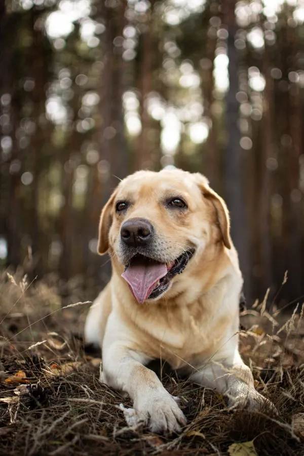 Pies do adopcji, Radom, 13 października 2025 (2/5)