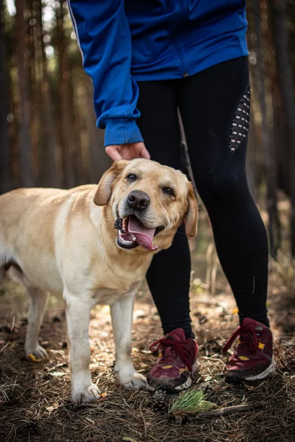 Pies do adopcji, Radom, 13 października 2025 (4/5)