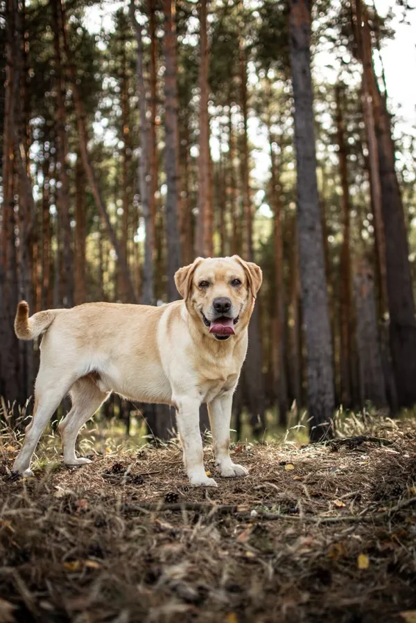 Pies do adopcji, Radom, 13 października 2025 (5/5)
