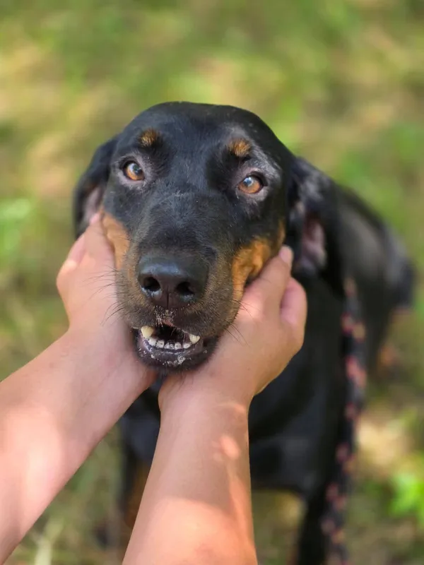 Pies do adopcji, Radom, 2 sierpnia 2025 (1/5)