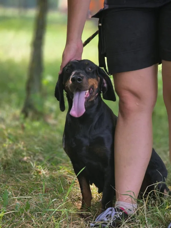 Pies do adopcji, Radom, 2 sierpnia 2025 (3/5)