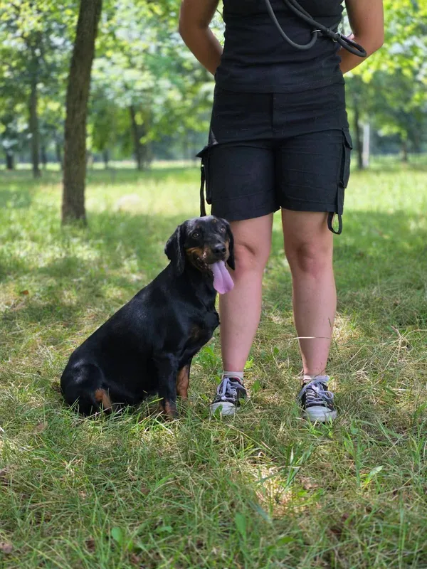 Pies do adopcji, Radom, 2 sierpnia 2025 (5/5)