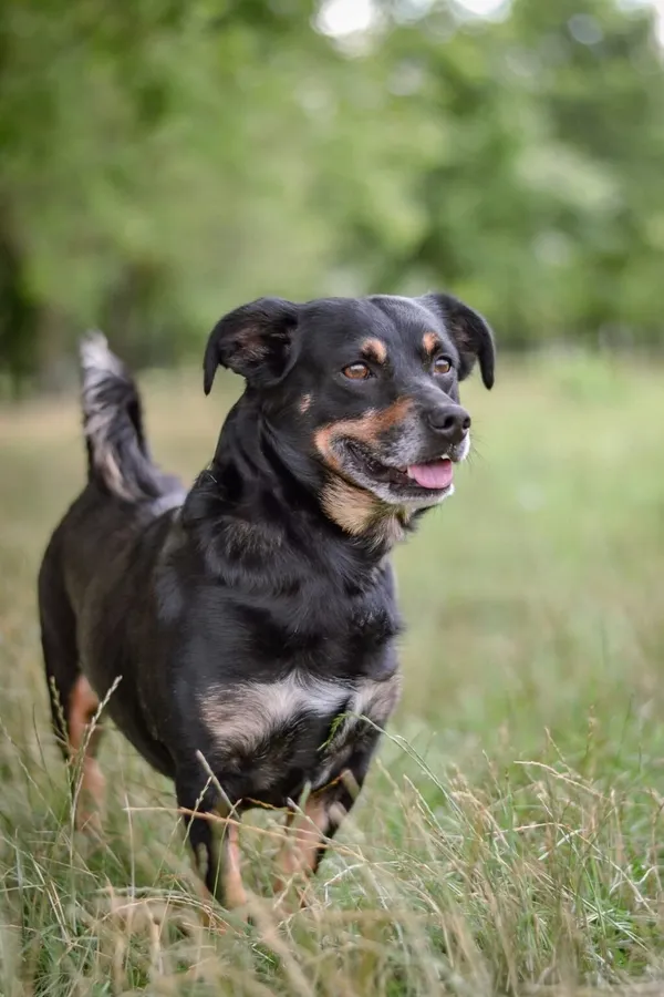 Pies do adopcji, Radom, 2 sierpnia 2025 (1/5)