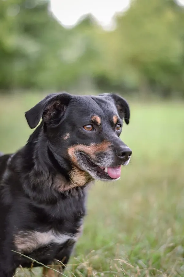 Pies do adopcji, Radom, 2 sierpnia 2025 (3/5)