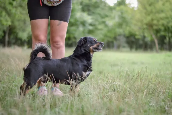 Pies do adopcji, Radom, 2 sierpnia 2025 (5/5)