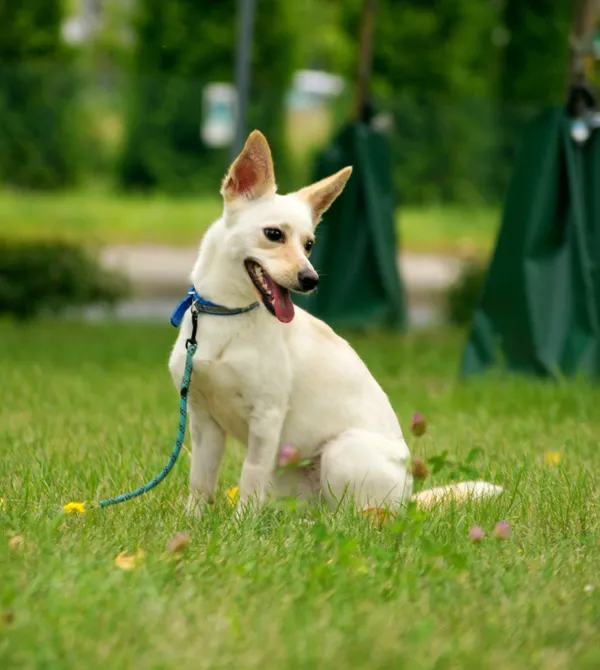 Pies do adopcji, Konin, 20 maja 2025 (1/3)