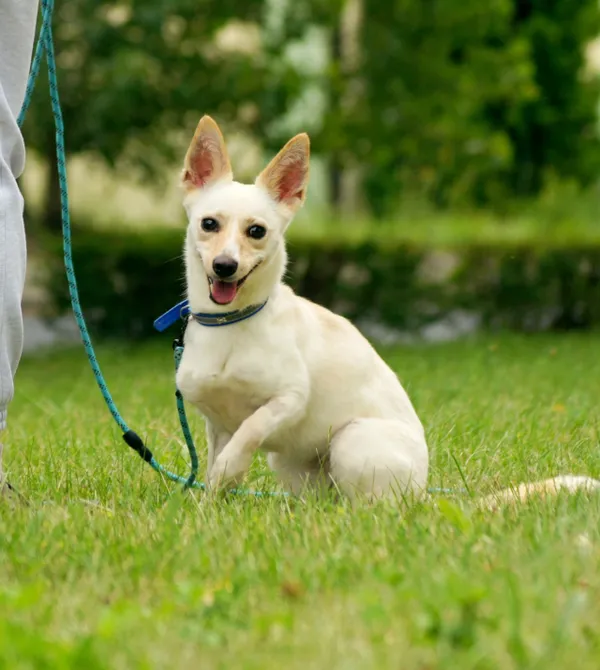 Pies do adopcji, Konin, 20 maja 2025 (2/3)