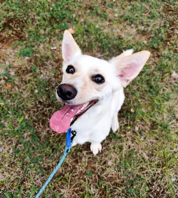 Pies do adopcji, Konin, 20 maja 2025 (3/3)