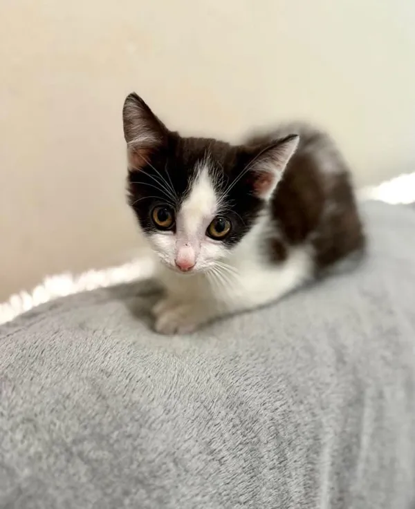 Kot do adopcji, Jelenia Góra, 25 lipca 2025 (2/5)