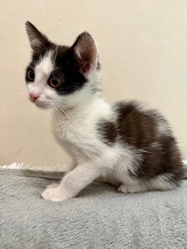 Kot do adopcji, Jelenia Góra, 25 lipca 2025 (3/5)