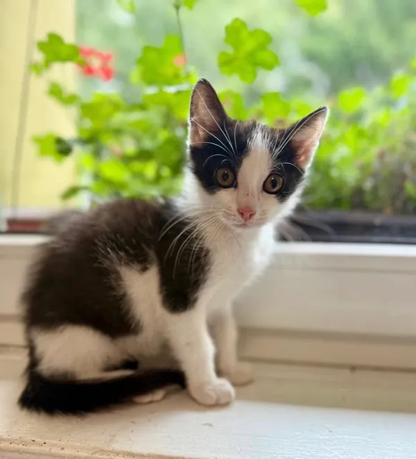 Kot do adopcji, Jelenia Góra, 25 lipca 2025 (4/5)