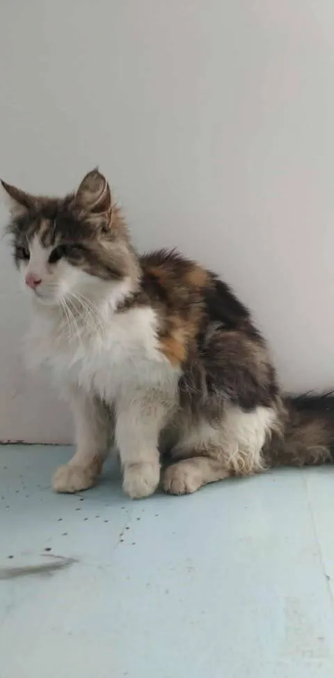 Znaleziono kota, Grudziądz, 2 sierpnia 2025