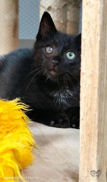 Kot do adopcji, Piła, 20 czerwca 2025 (2/4)